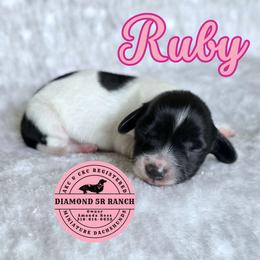 RUBY - Piebald female Dachshund puppy in Columbia, Louisiana from Diamond 5R Ranch AKC & CKC Miniature Dachshunds