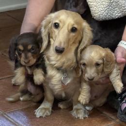 Beauty - Dachshund