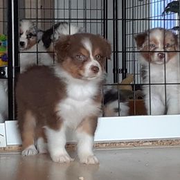 Australian Shepherds from Guiding Light Aussies