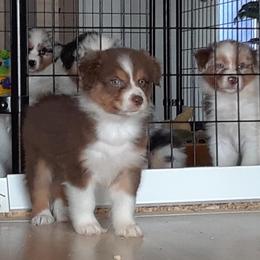 Australian Shepherds from Guiding Light Aussies