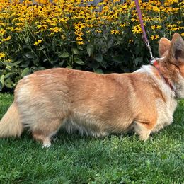 Trixie - Pembroke Welsh Corgi