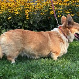 Trixie - Pembroke Welsh Corgi