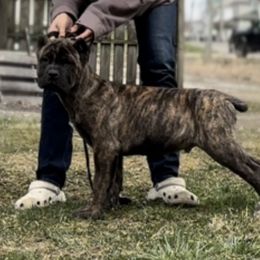 Chungus - Chestnut brindle Cane Corso puppy in Bucyrus, Ohio from Woodleyswarriors