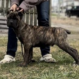 Chungus - Chestnut brindle Cane Corso puppy in Bucyrus, Ohio from Woodleyswarriors
