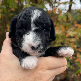 Yellow - Black and white female Sheepadoodle puppy in Archer, Florida from Gainesville Sheepadoodles