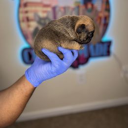 French Bulldog Puppies from Custom Made Frenchies LLC