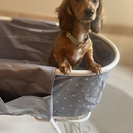 Dachshund Puppies from Sterling Dachshunds