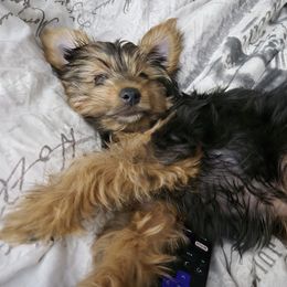 Yorkshire Terrier All Grown Up from Neptune Cove