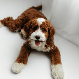 Gracie - Goldendoodle