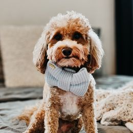 Kirby - Goldendoodle