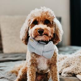 Kirby - Goldendoodle