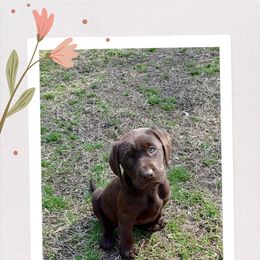 Treasure Love - Labrador Retriever