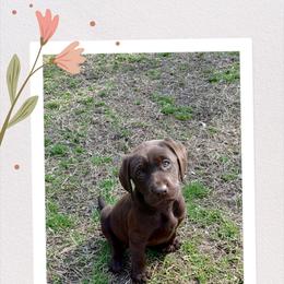 Treasure Love - Labrador Retriever