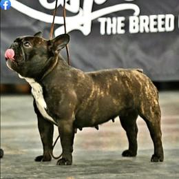 Boston Terriers and French Bulldogs from LEB