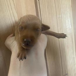 Saraphina - Stag red female Miniature Pinscher puppy in Lancaster, Missouri from White Stone Ranch