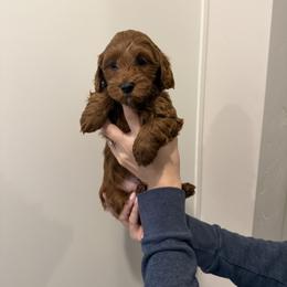 Blue boy - Red  male Goldendoodle puppy in Nampa, Idaho from Mar Doodles LLC