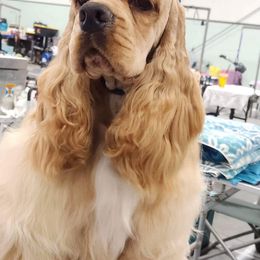 Riley - Cocker Spaniel