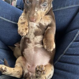 Mocha - Dapple female Dachshund puppy in Brooksville, Florida from Ween Acres