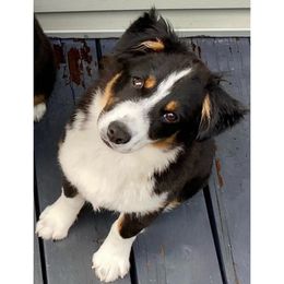 Chris McVie - Black tri-color female Australian Shepherd puppy in The Mid West, Illinois from Water's Edge Aussies