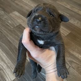Boy 4 - Cane Corso puppy from Midwest Cane Corso in Action