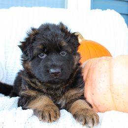 German Shepherd Puppies from House of Havoc GSDs
