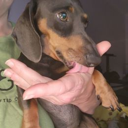 Dachshund All Grown Up from Santina Bourland