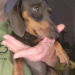 Dachshund All Grown Up from Santina Bourland
