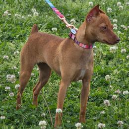 Lina - Miniature Pinscher
