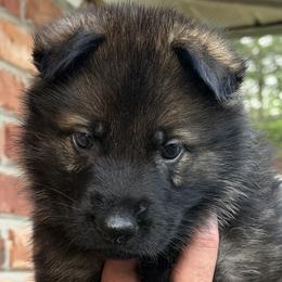 Lucas - Sable male German Shepherd puppy in Pelzer, South Carolina from Lisa's Canines