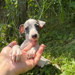 Sky - White and blue male Italian Greyhound puppy in Wilkes Barre, Pennsylvania from Laraz Pupz