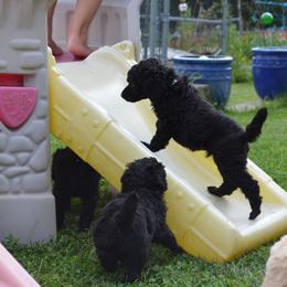 Poodle Puppies from D and D Standard Poodles