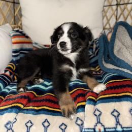 Millie - Black tri female Miniature Australian Shepherd puppy in Angleton, Texas from 4LH Australian shepherds