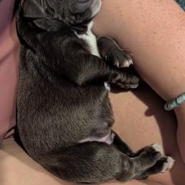 Female 1 - Liver female Pudelpointer puppy in Sioux Falls, South Dakota from Saddle Creek Kennels