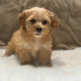Cooper - Apricot male Maltipoo puppy in Lancaster, South Carolina from 3 Bs Havanese-PUPPIES with  PURPOSE