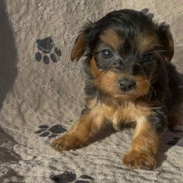Yellow collar Girl 4p - Black and tan female Yorkshire Terrier puppy in Houston, Texas from Little things