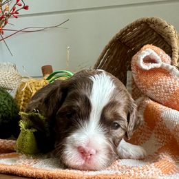 Hershey (green) - Brown white and tan male Cockapoo puppy in West Haven, Utah from Harper Haven Cavapoos & Doodles