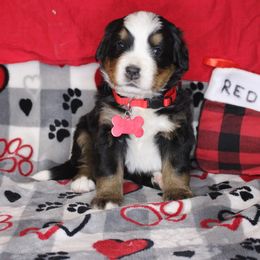 Bernese Mountain Dog and Golden Retriever Puppies from Colson Kennels
