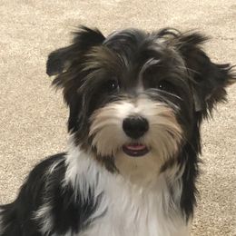 Biewer Terriers from Biewer Bliss Kennel