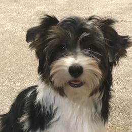 Biewer Terriers from Biewer Bliss Kennel