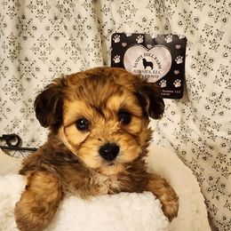 Charlie - Sable male Aussiedoodle puppy in Logansport, Indiana from Sandy Hill Farm Aussies, LLC