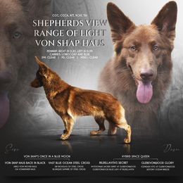 Sierra - German Shepherd