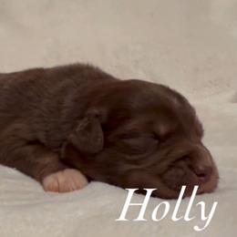Holly - Red tri female Miniature Australian Shepherd puppy in Corpus Christi, Texas from Elite Miniature Australian Shepherds