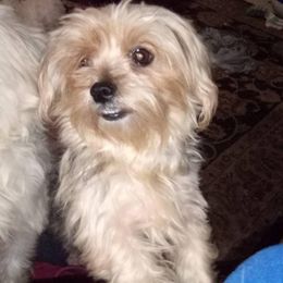 Maltese from Cathie's Cuties