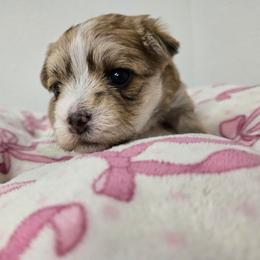 Penny - White and tan female Morkie puppy in Thompson, Iowa from Weiss's Puppies