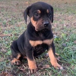 Boy 1 - Black male Catahoula Leopard Dog puppy in Gadsden, Alabama from Rich Cat’s