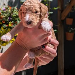 Pink Collar - Apricot female Goldendoodle puppy in Olympia, Washington from Sinclairdoodles