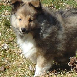 Sasha - Sable and white female Shetland Sheepdog puppy in Martinsburg, West Virginia from Elaraia Shetland Sheepdogs