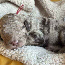 Red - Merle male Goldendoodle puppy in Hesperia, Michigan from Red Acres Poodles & Doodles