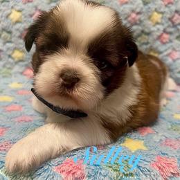 Sulley - Black gold and white male Shih Tzu puppy in Hemet, California from Aloha Shih Tzu