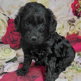 Shawn - Black male Goldendoodle puppy in Eau Claire, Wisconsin from Fisher River Doodle's